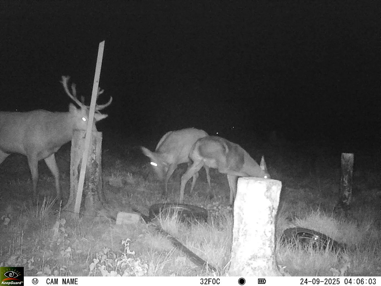 Bild: 1759176015534769168_09240556.webp