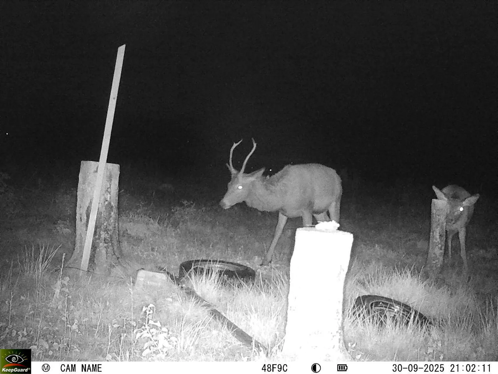 Bild: 1759263954352772146_09300639.webp