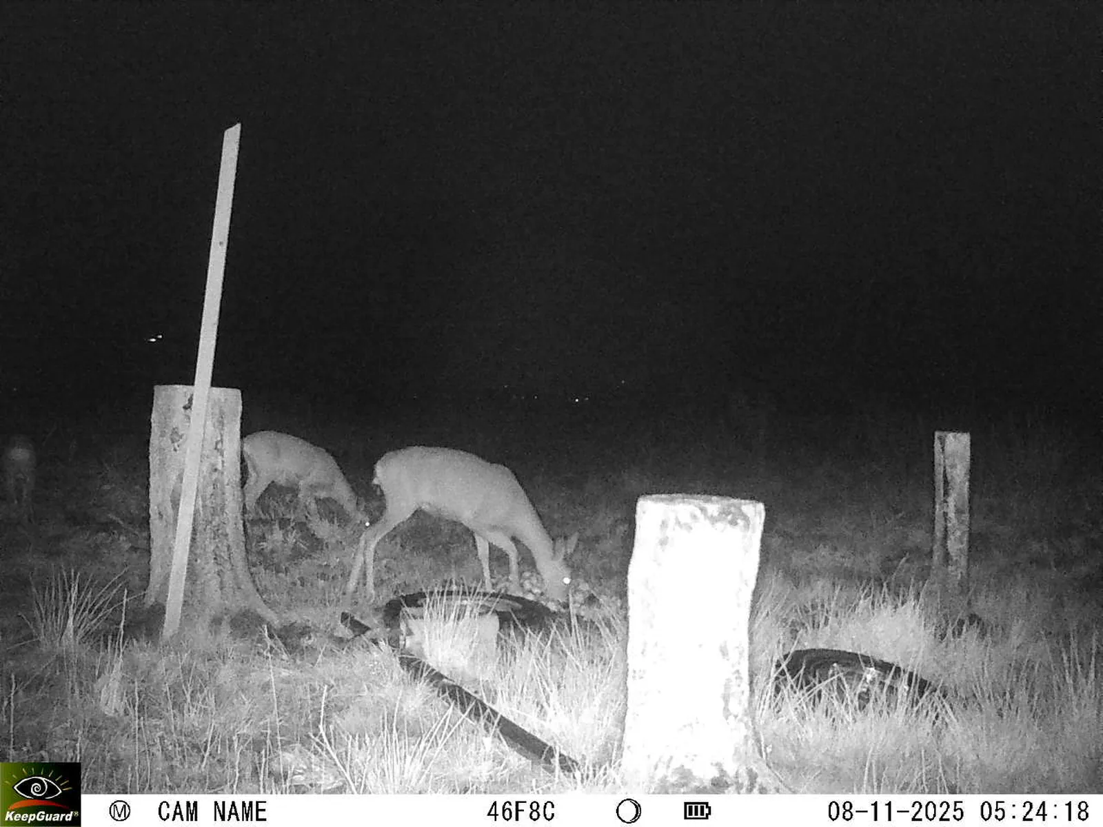 Bild: 1762572302593187183_11080012.webp