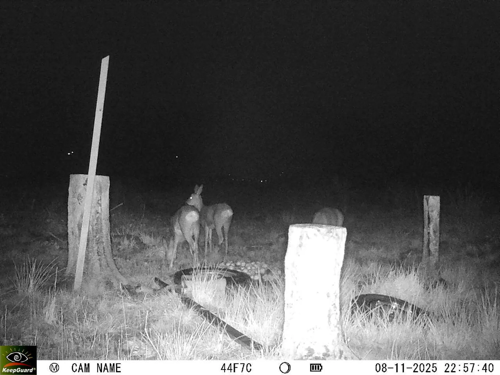 Bild: 1762635504926248669_11080018.webp