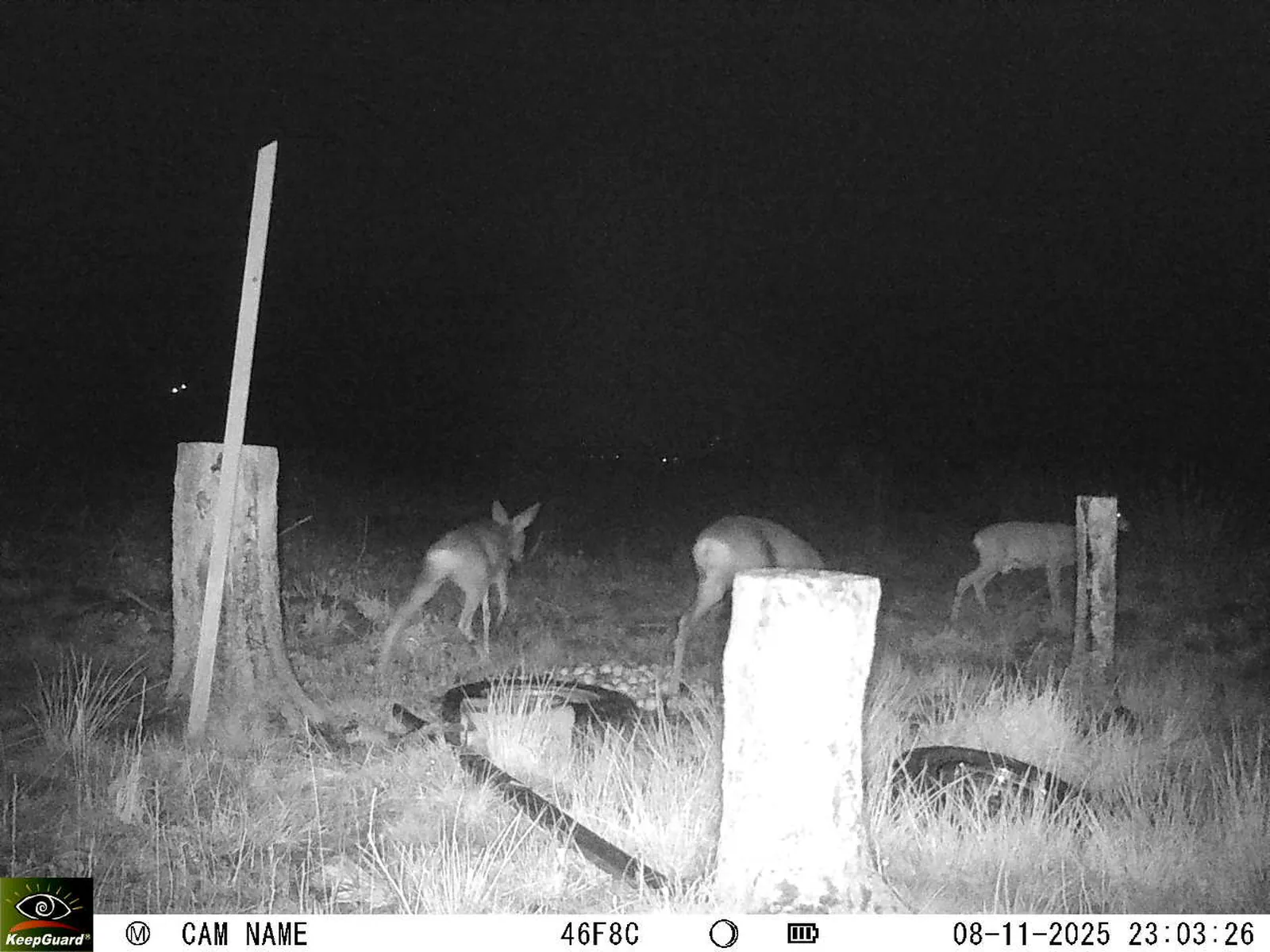 Bild: 1762635849473179734_11080019.webp