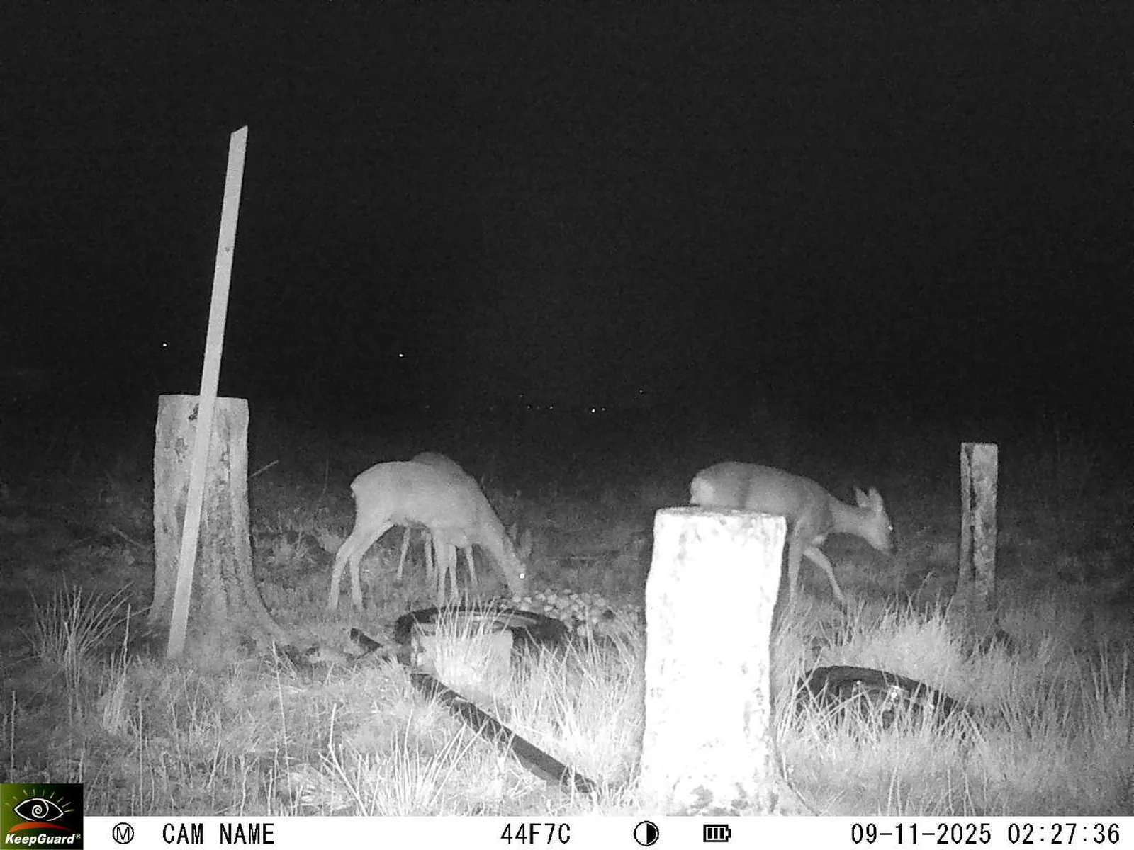 Bild: 1762648100125154721_11090023.webp