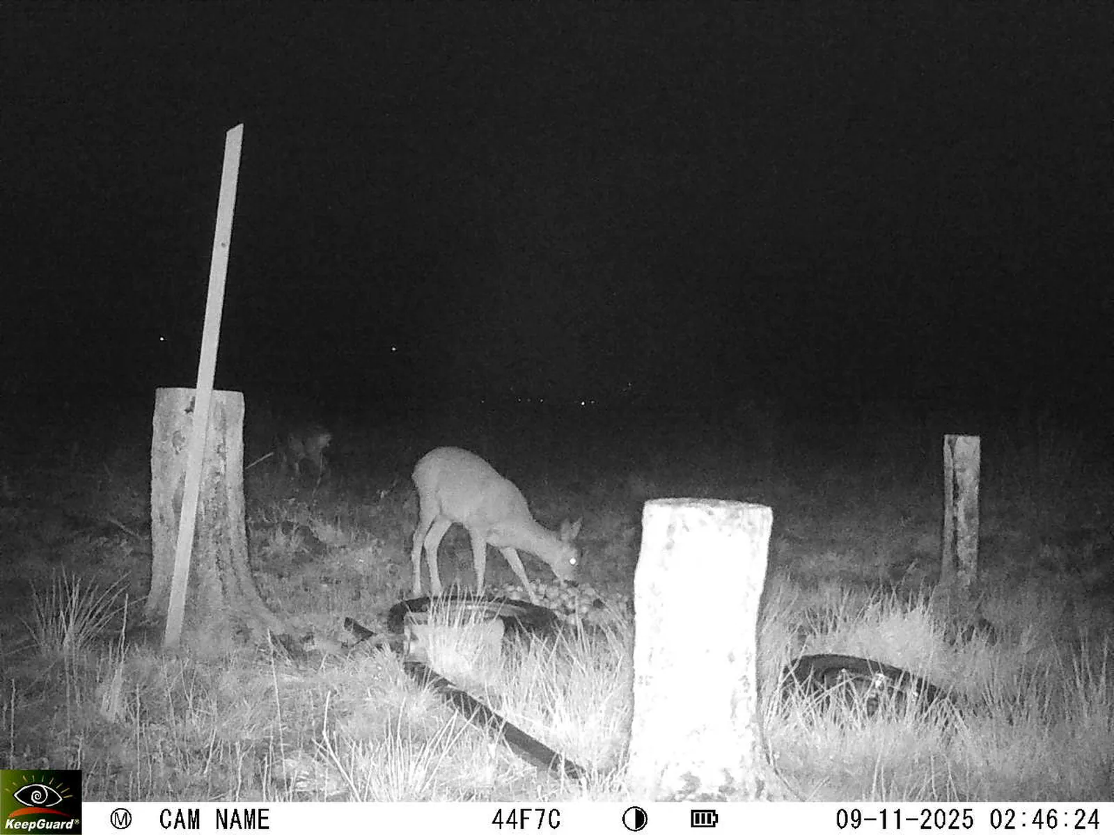 Bild: 1762649229023020734_11090026.webp