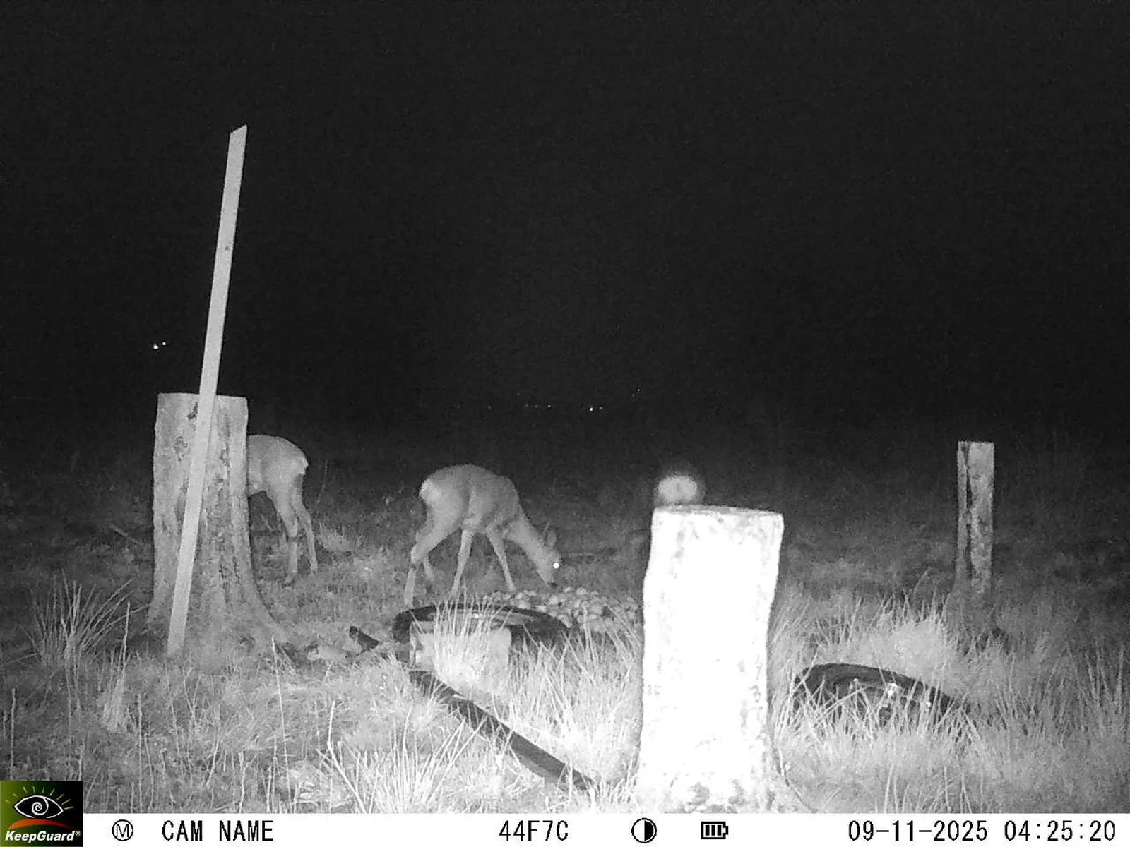 Bild: 1762655165397149887_11090029.webp