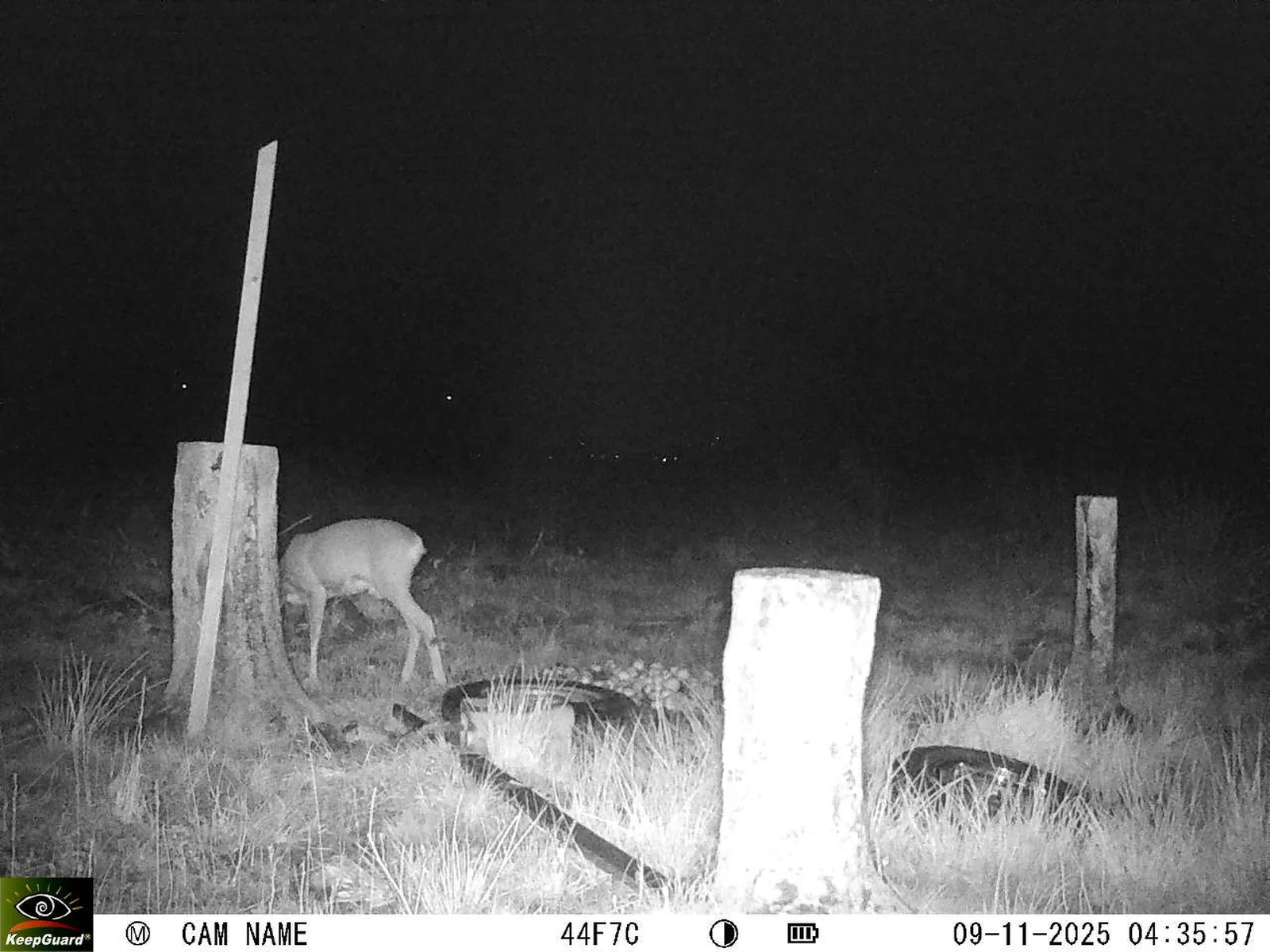 Bild: 1762655802199646184_11090030.webp