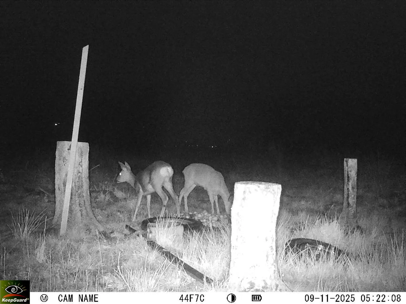 Bild: 1762658573063192879_11090032.webp