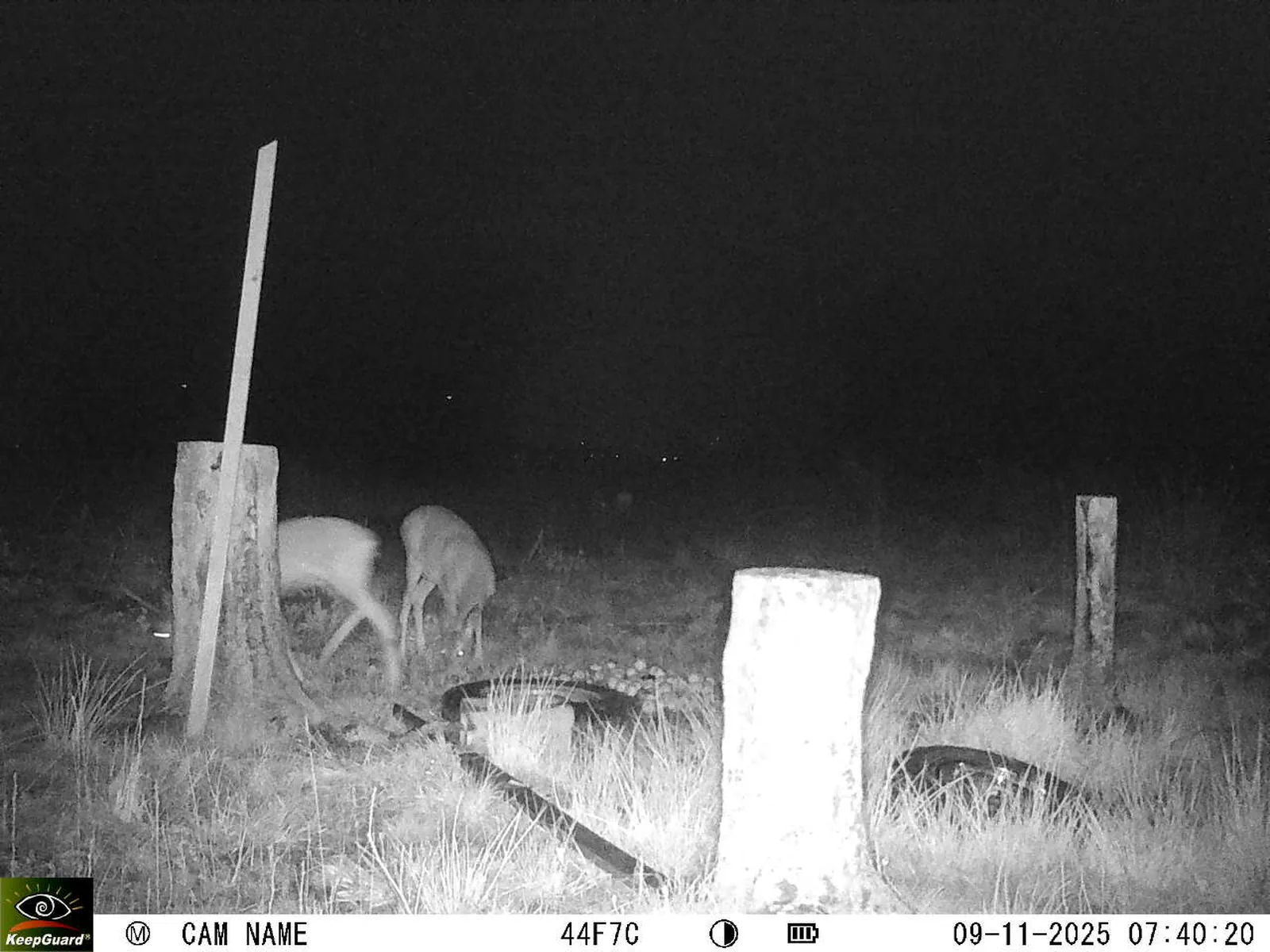 Bild: 1762666864597150891_11090036.webp