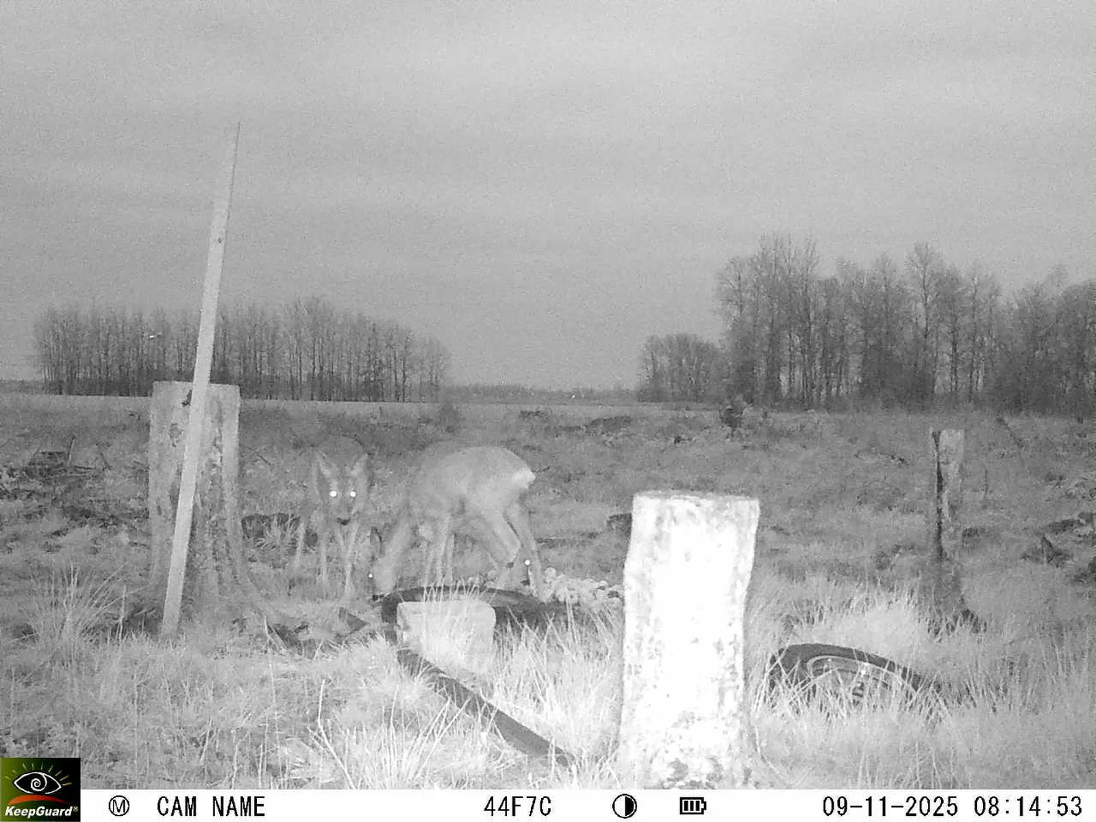 Bild: 1762668941326281961_11090038.webp