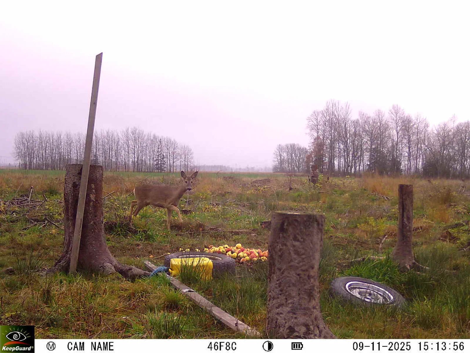 Bild: 1762694080158634487_11090041.webp