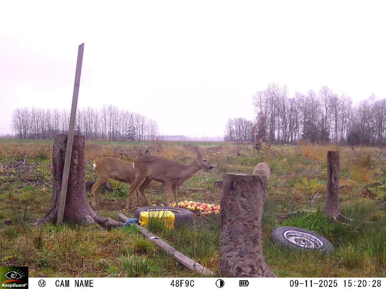 Bild: 1762694473882373984_11090042.webp