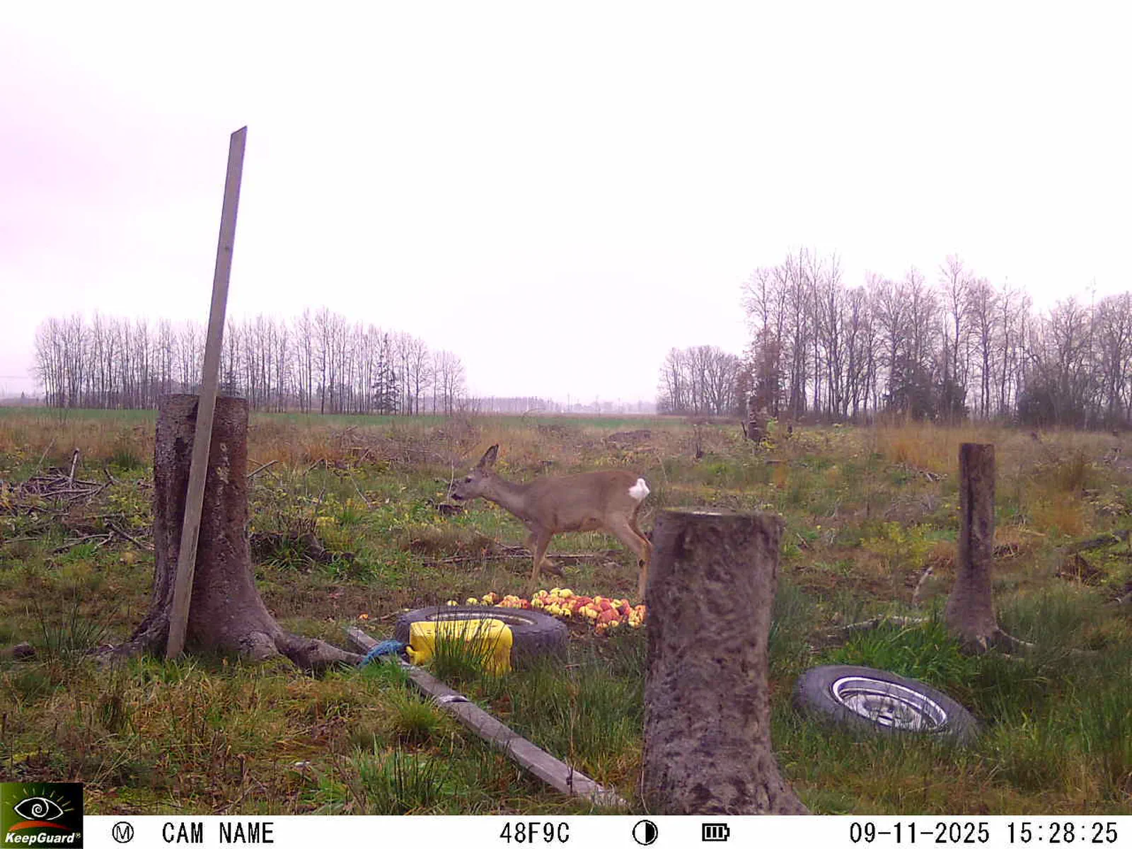 Bild: 1762694948898935387_11090043.webp