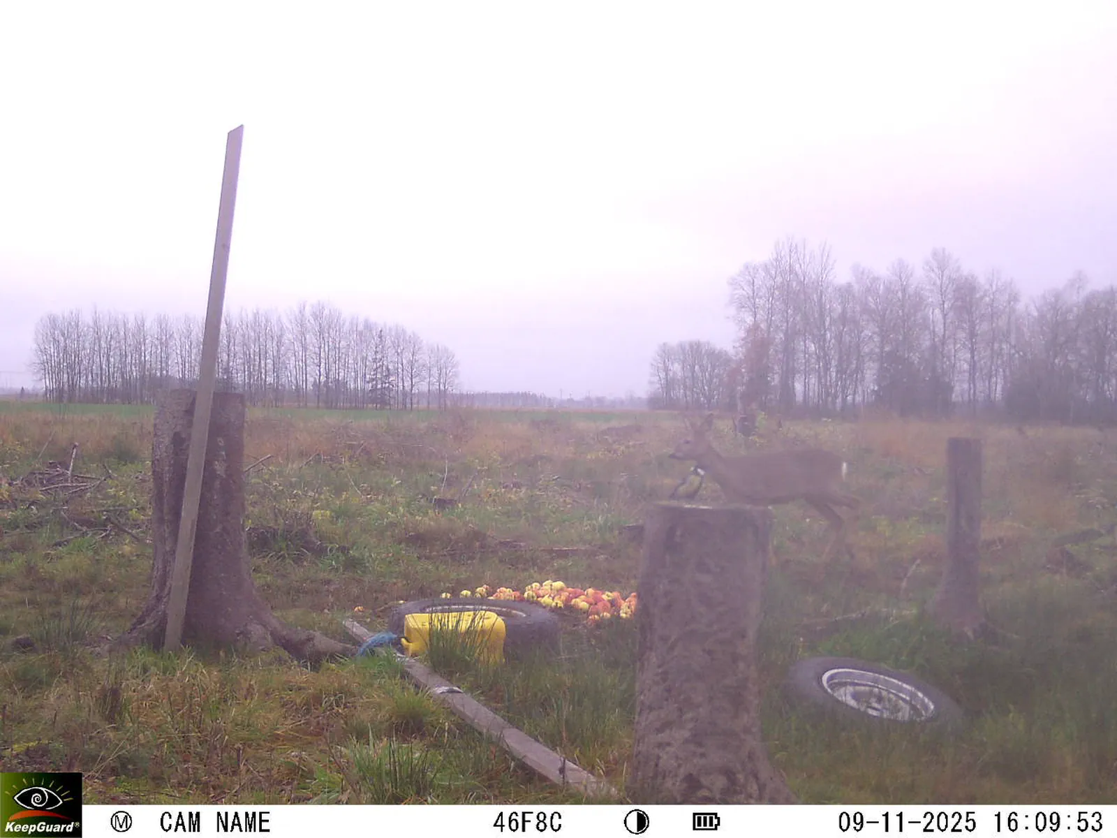 Bild: 1762697438118118305_11090044.webp