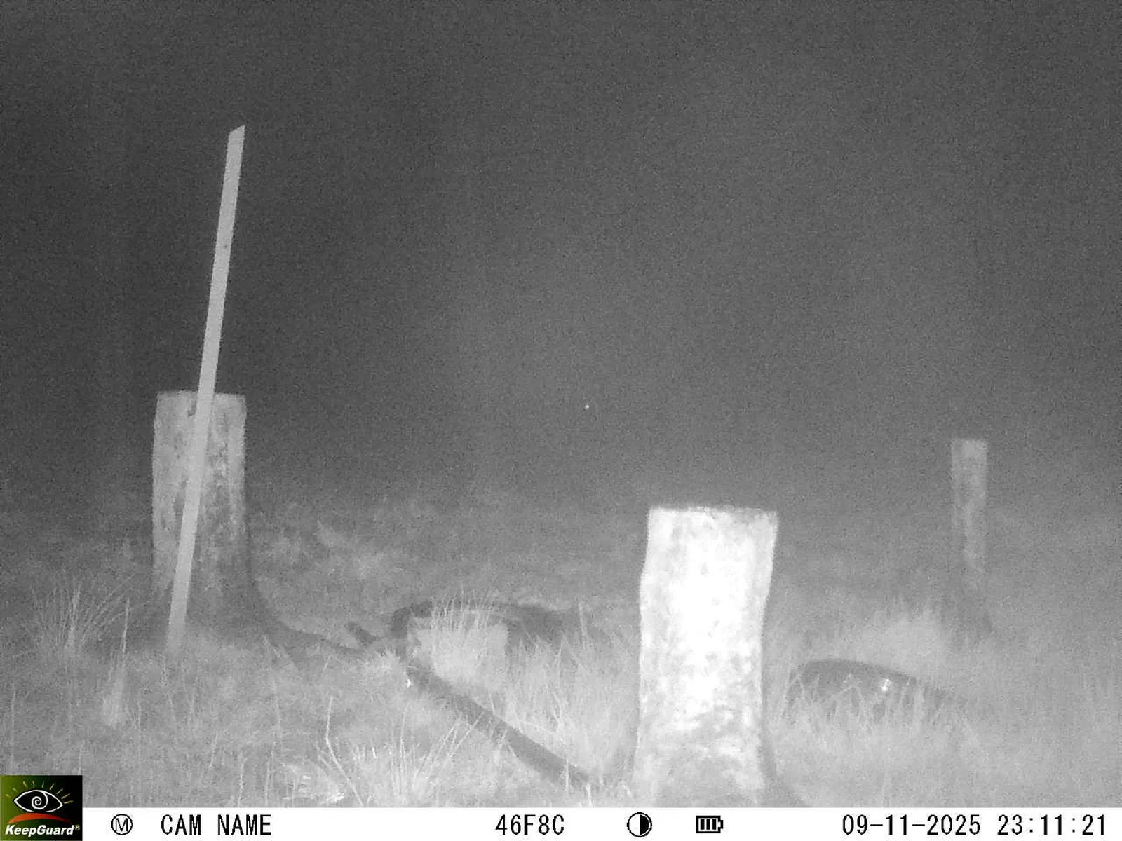 Bild: 1762722726374705103_11090046.webp