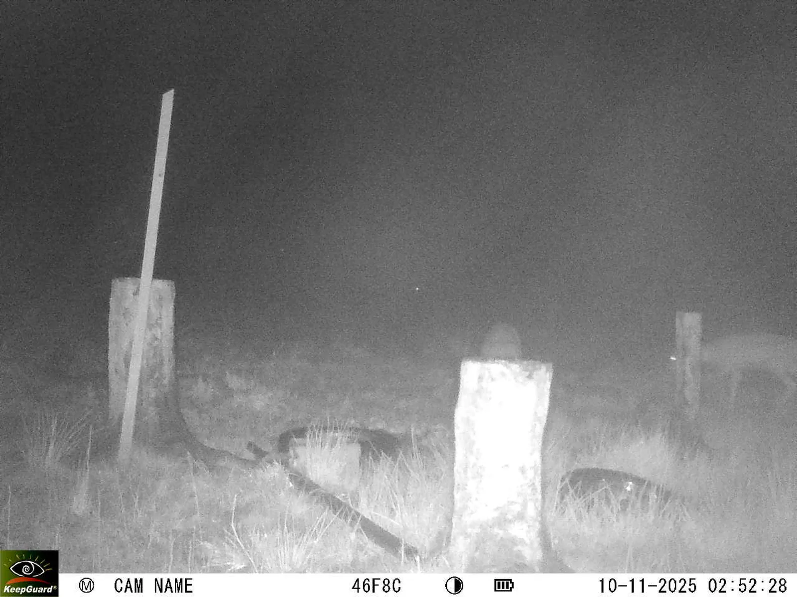 Bild: 1762735993768539369_11100047.webp