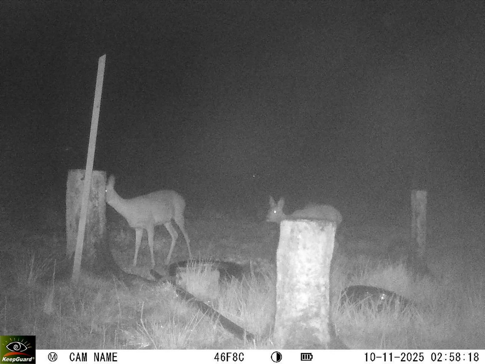 Bild: 1762736343001321679_11100048.webp