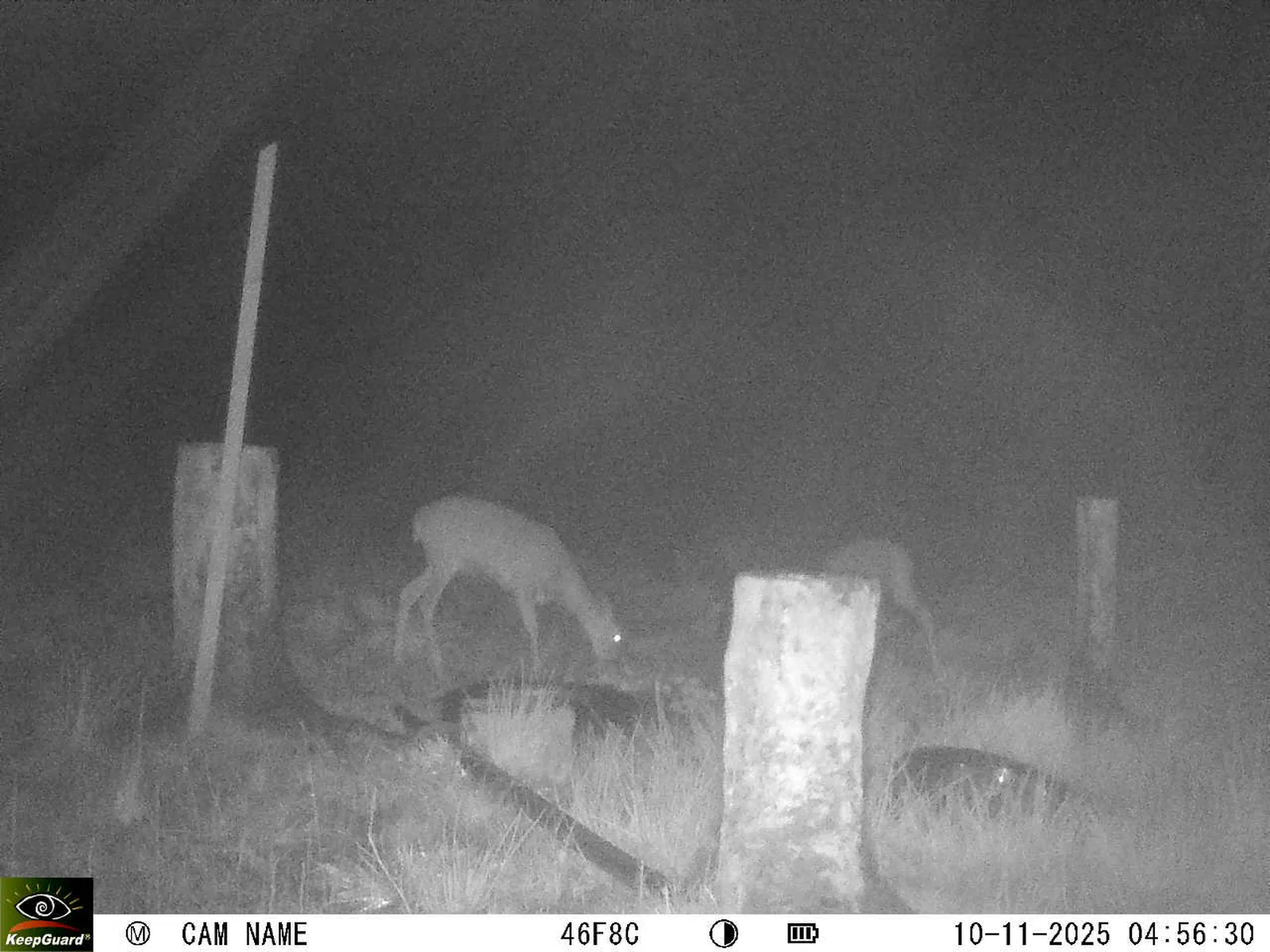 Bild: 1762743436696381030_11100049.webp