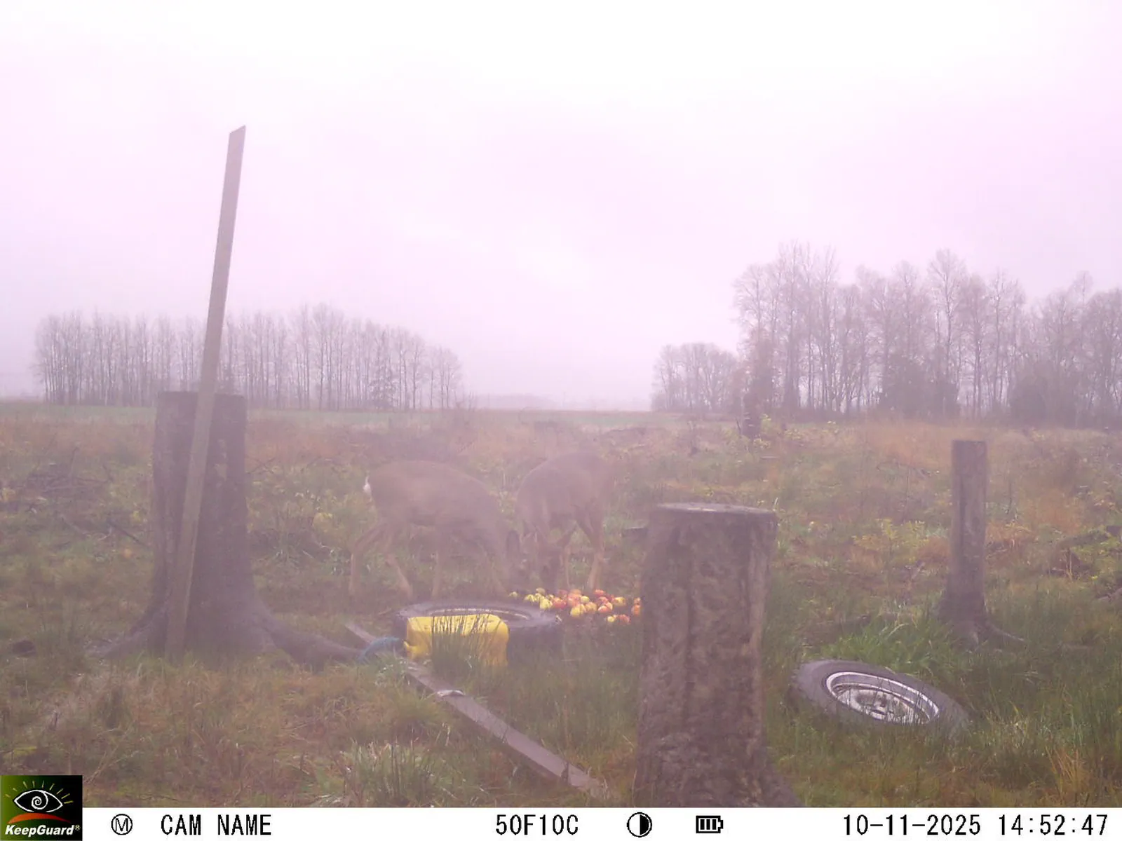 Bild: 1762779221341333104_11100052.webp