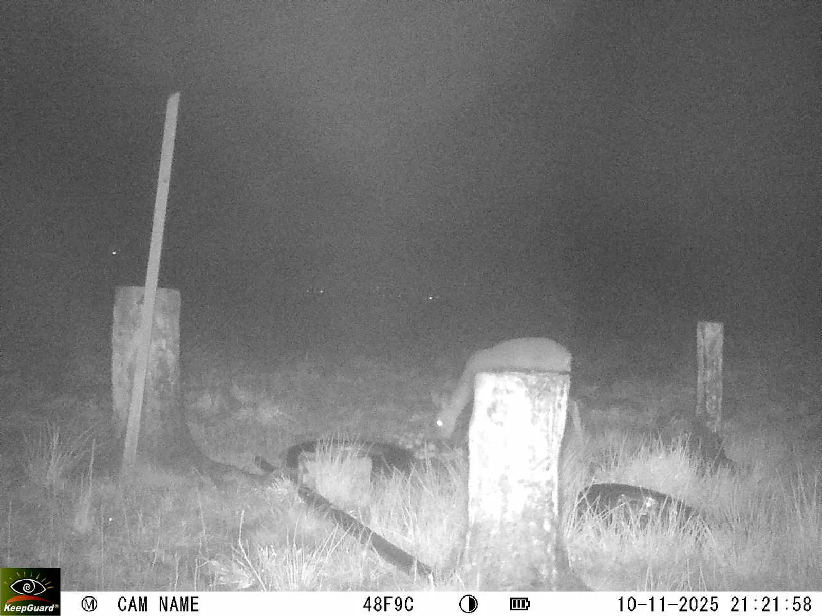 Bild: 1762802563499083898_11100056.webp