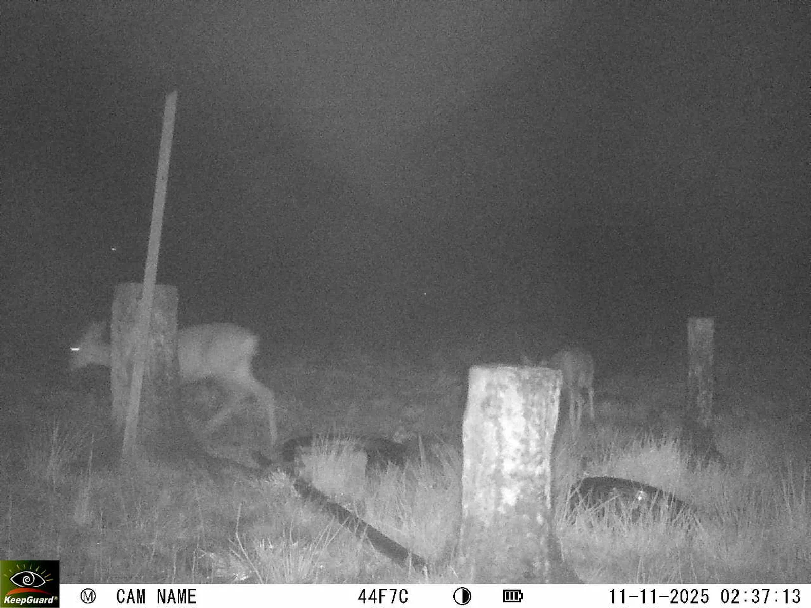 Bild: 1762821478233785681_11110059.webp