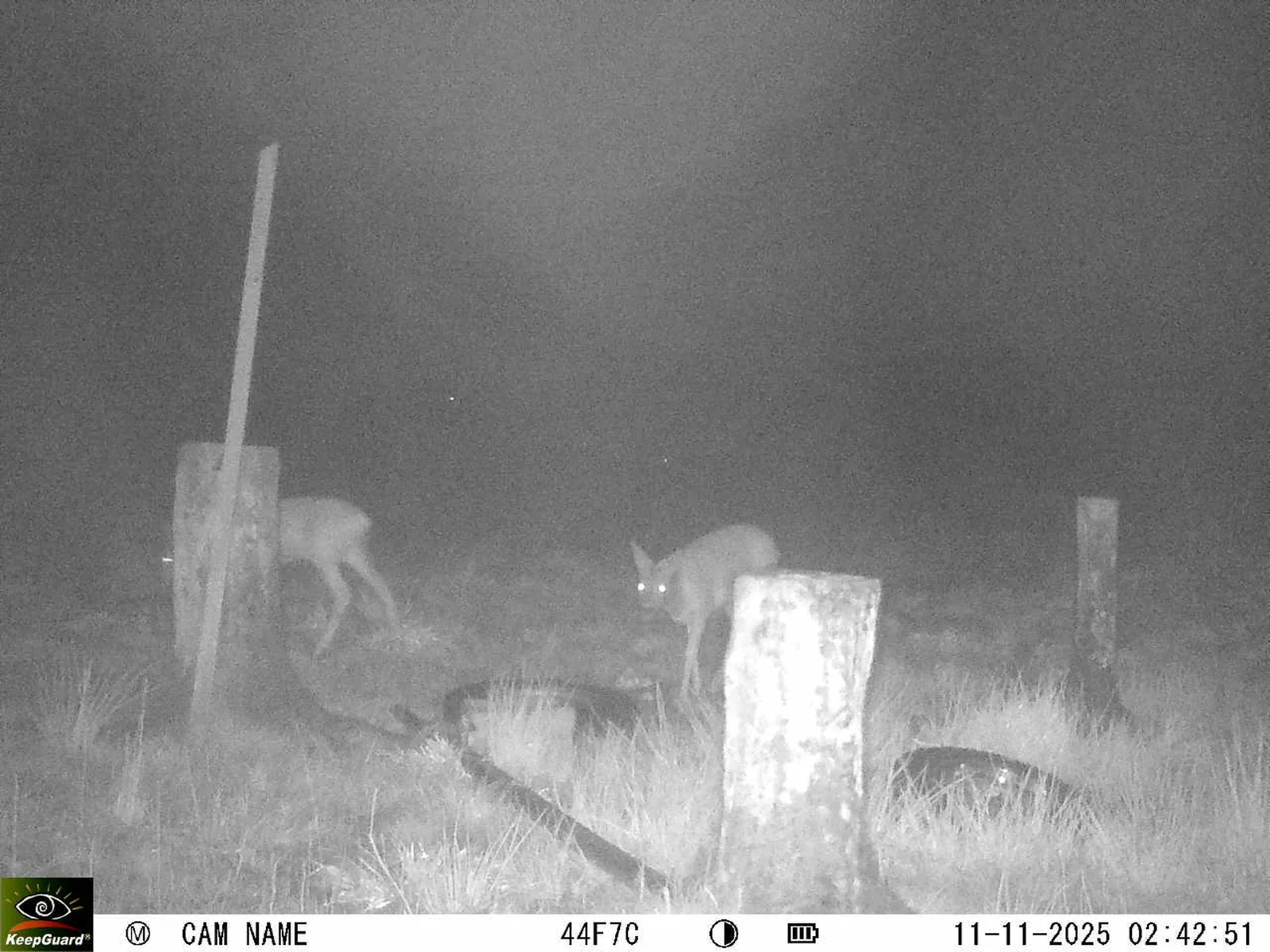 Bild: 1762821817595592684_11110060.webp