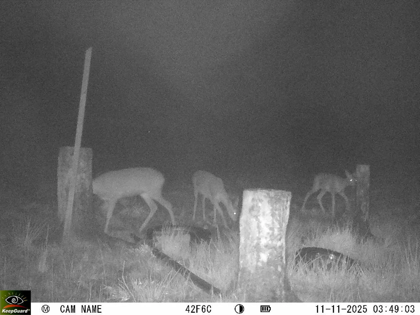 Bild: 1762825790079693199_11110061.webp