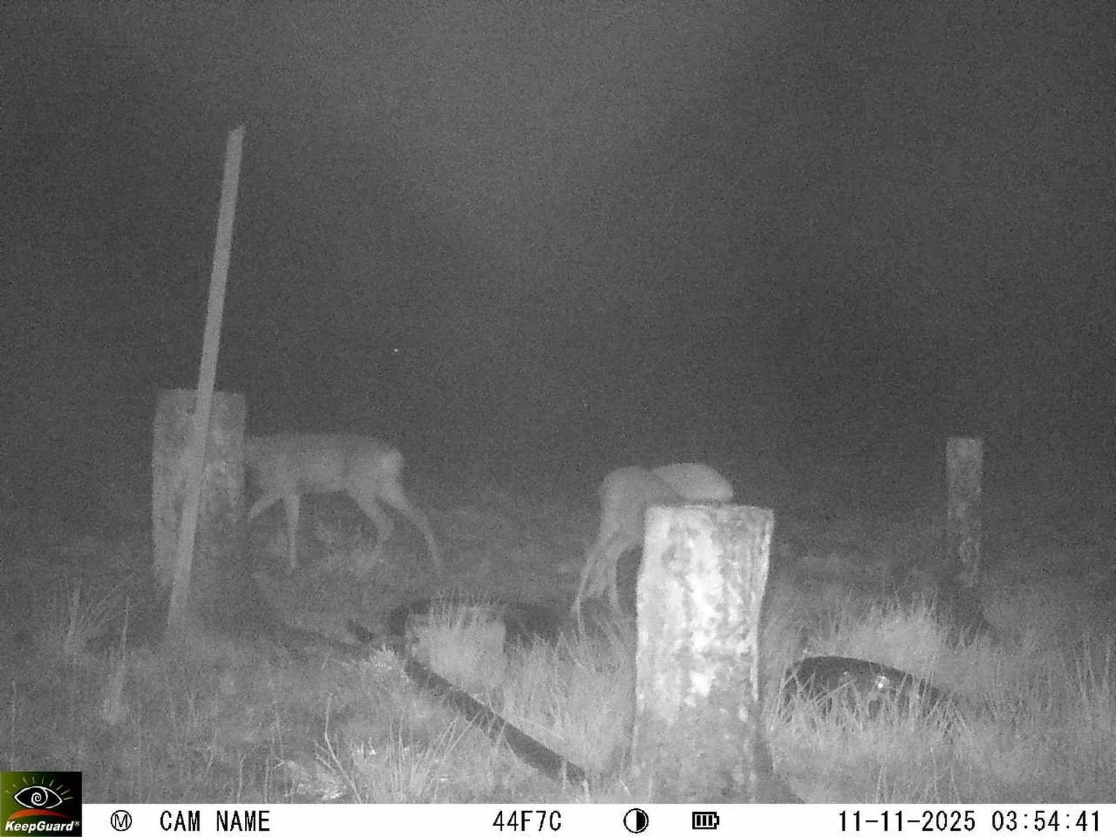 Bild: 1762826127632114460_11110062.webp