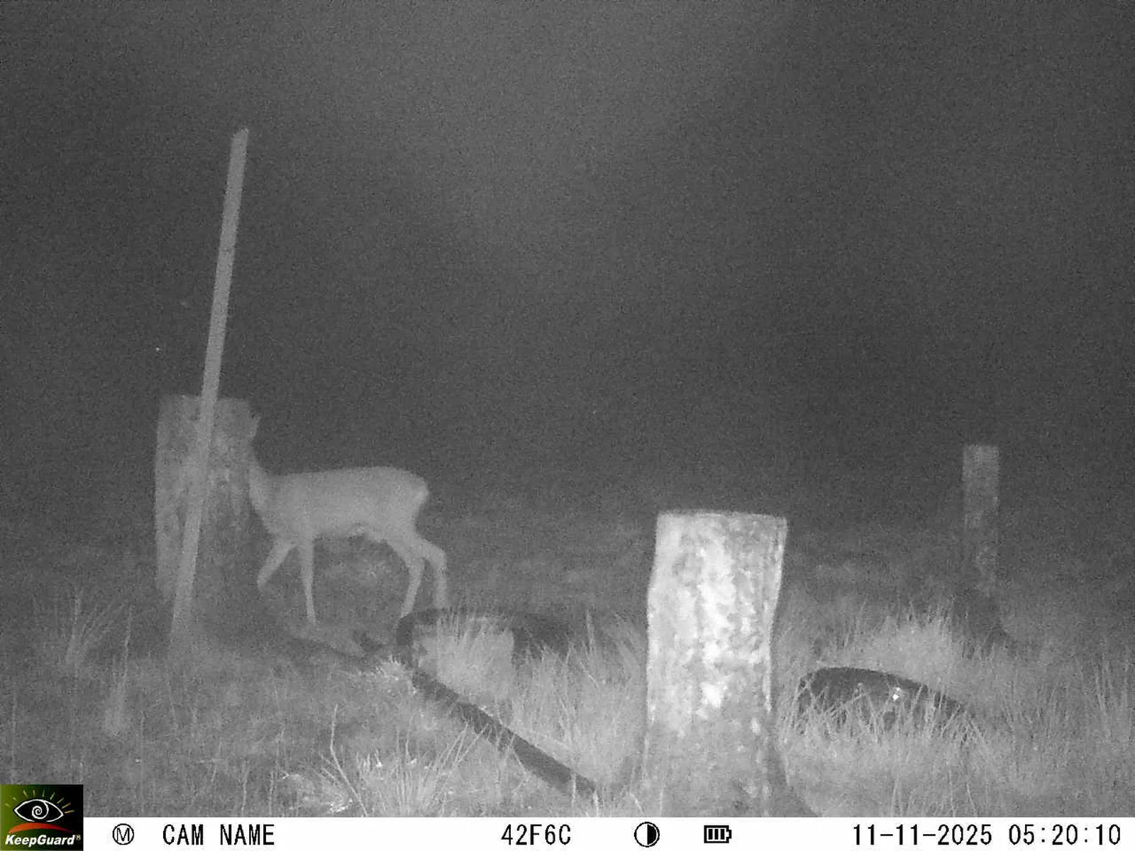 Bild: 1762831257462890172_11110063.webp