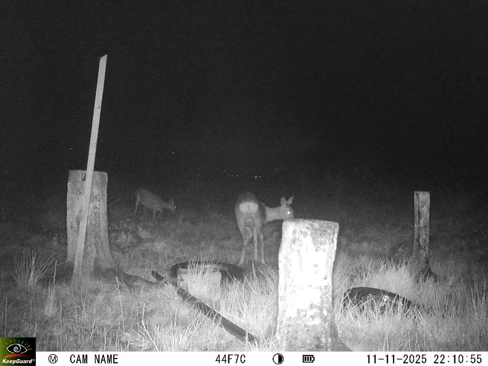 Bild: 1762891901142377404_11110070.webp