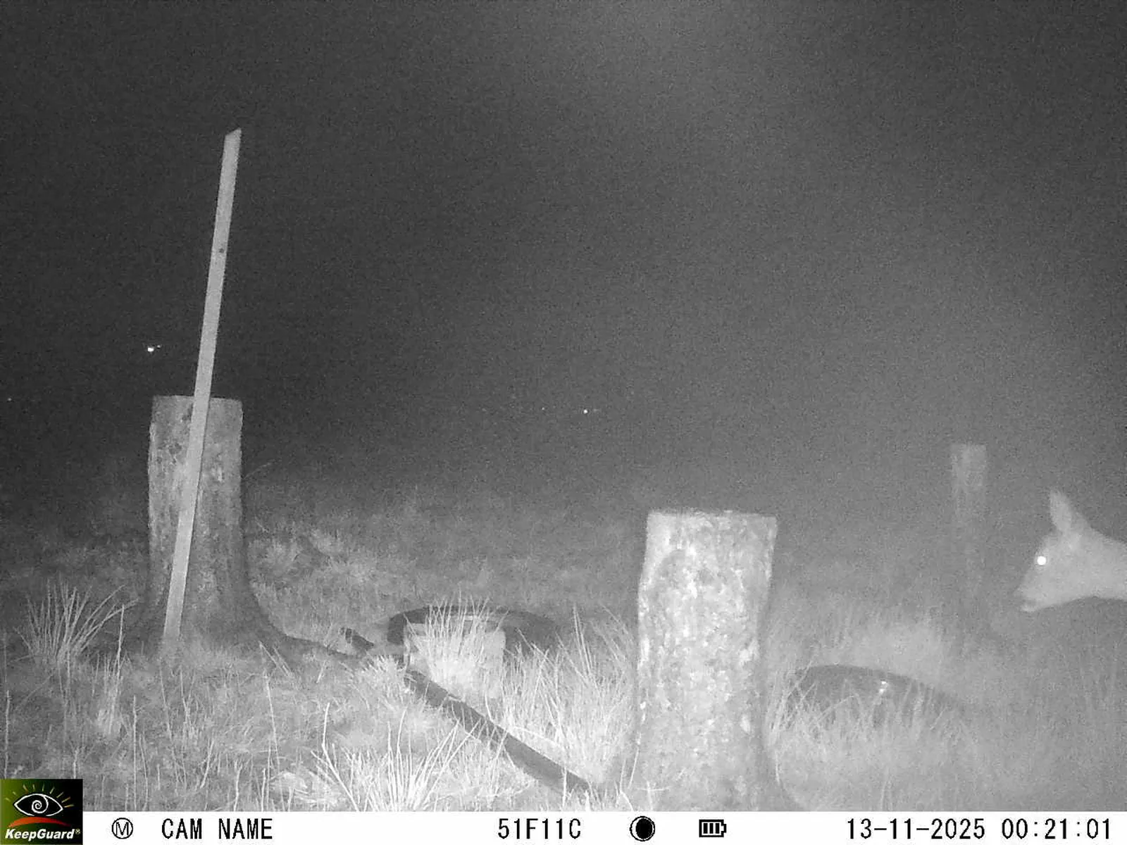 Bild: 1762986109684889253_11130072.webp