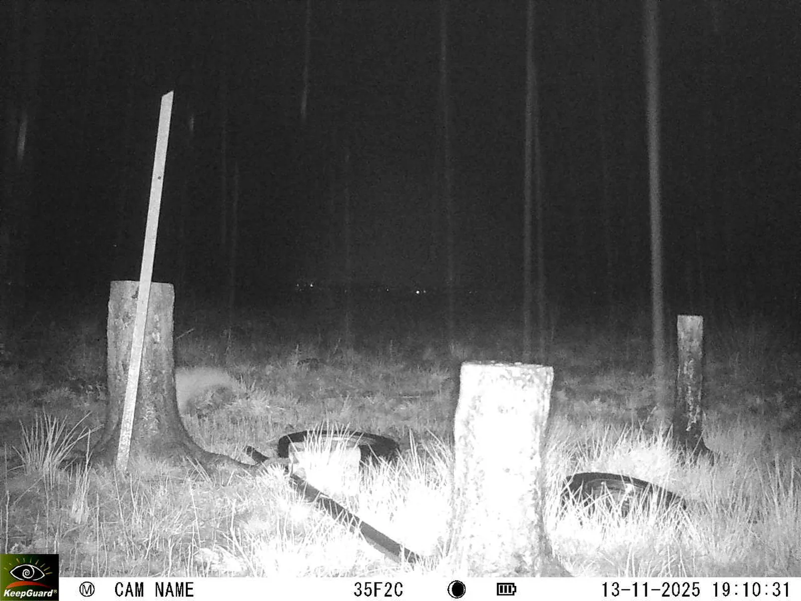 Bild: 1763053881018312366_11130075.webp