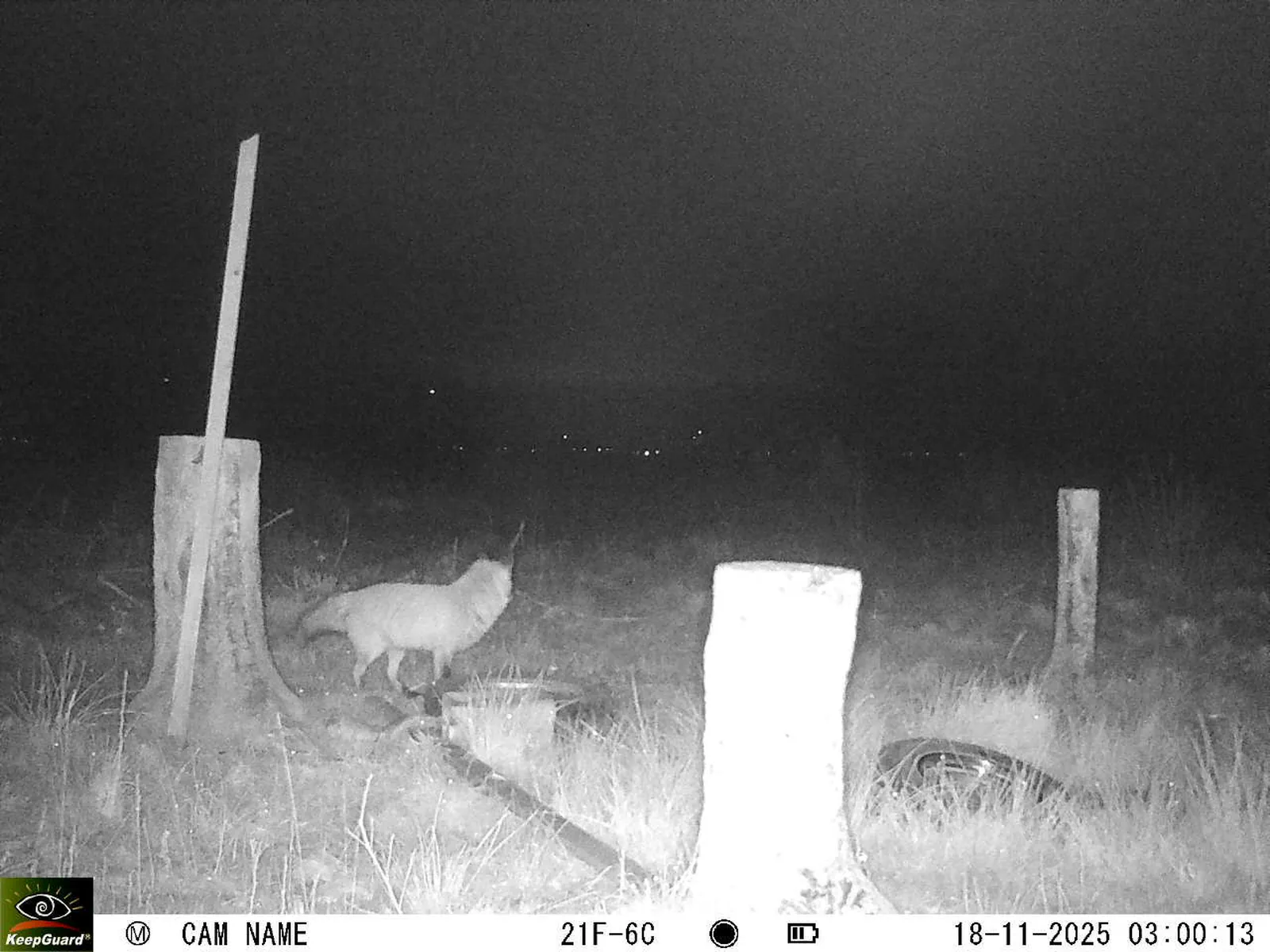 Bild: 1763427668016925394_11180090.webp