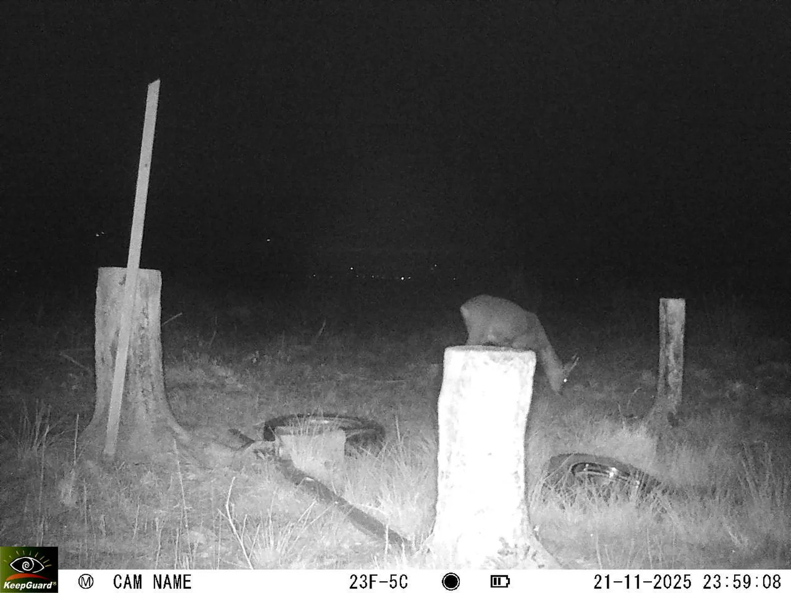 Bild: 1763762415159306629_11210108.webp