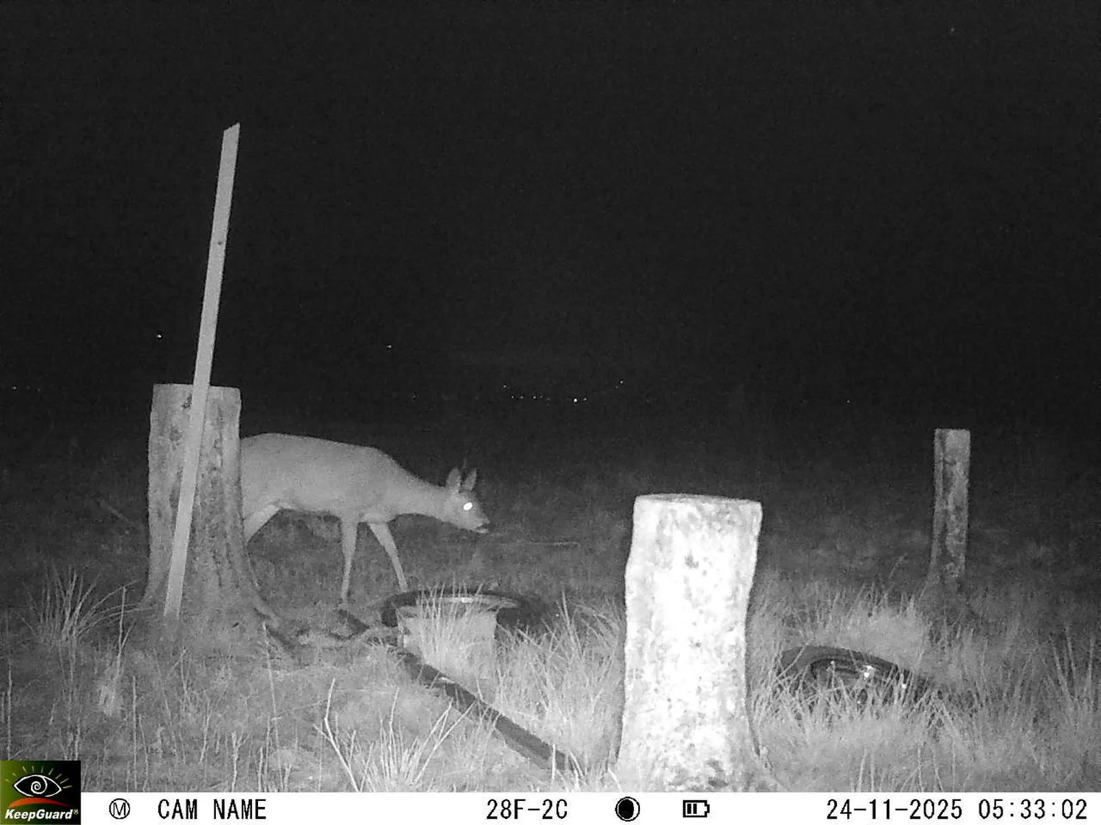 Bild: 1763955247744381689_11240110.webp