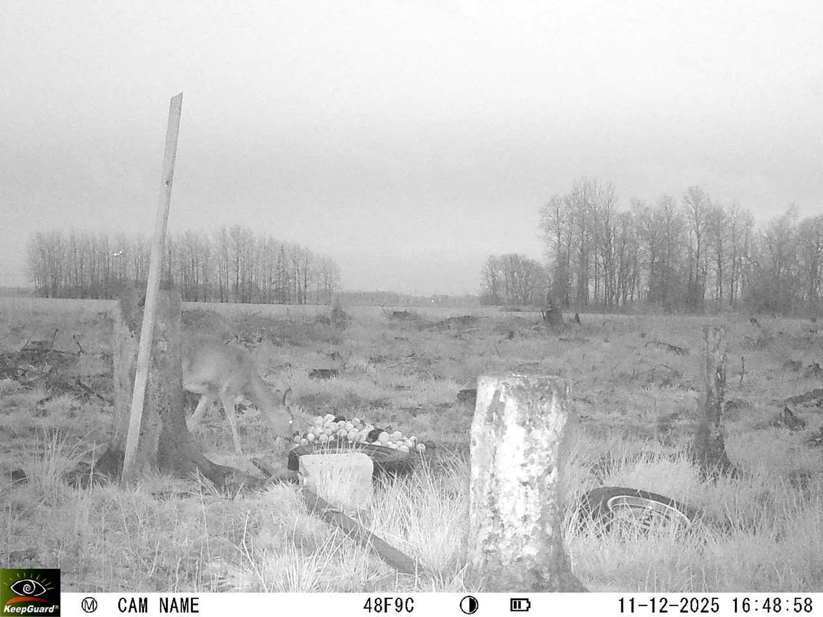 Bild: 1765464624358783685_12110146.webp