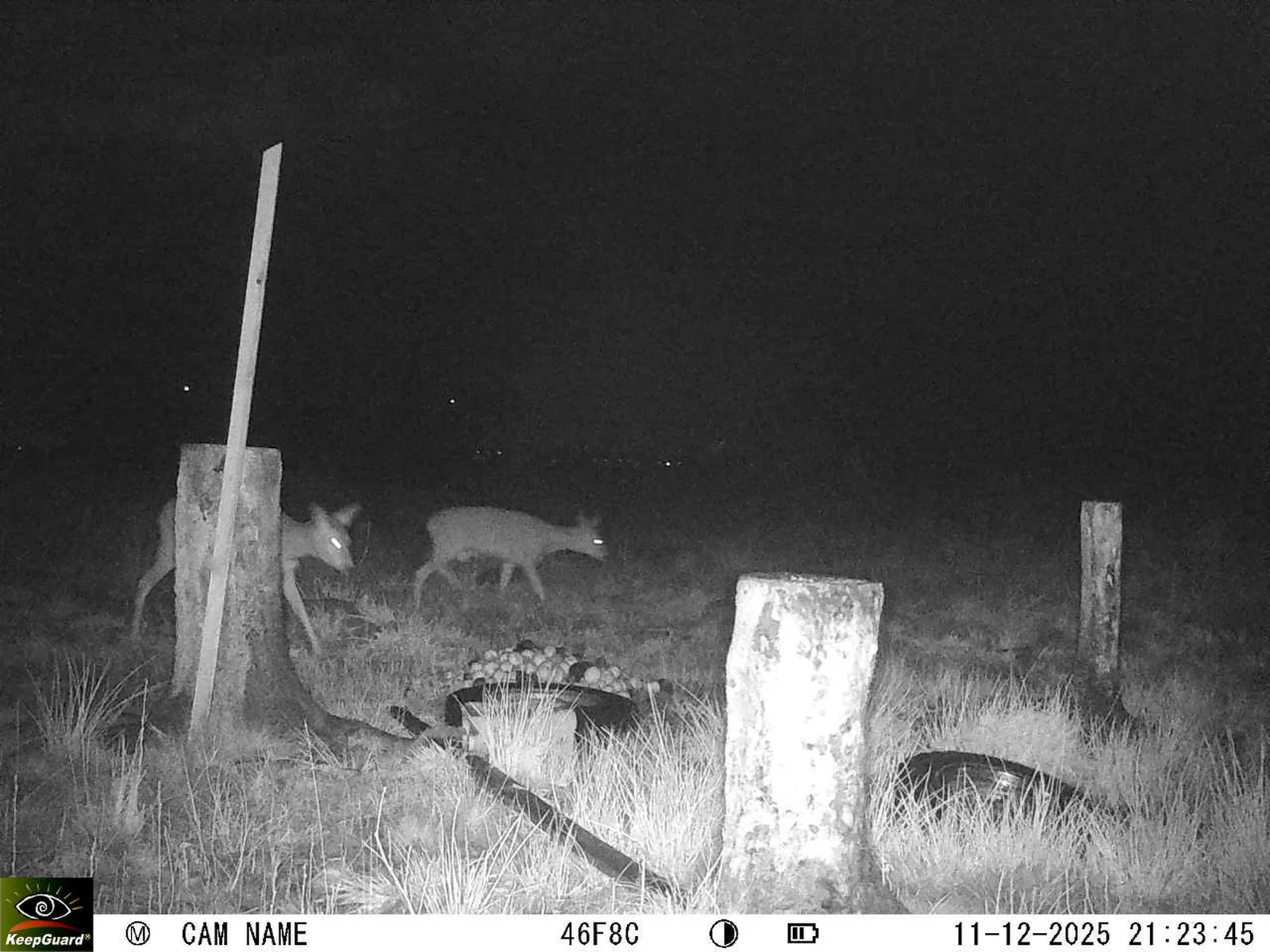 Bild: 1765481107163233426_12110150.webp