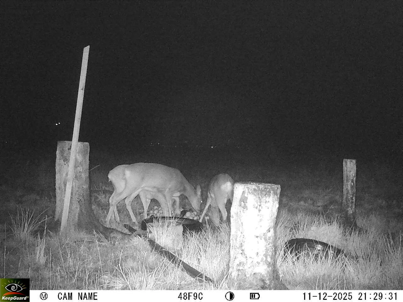 Bild: 1765481455816653767_12110151.webp