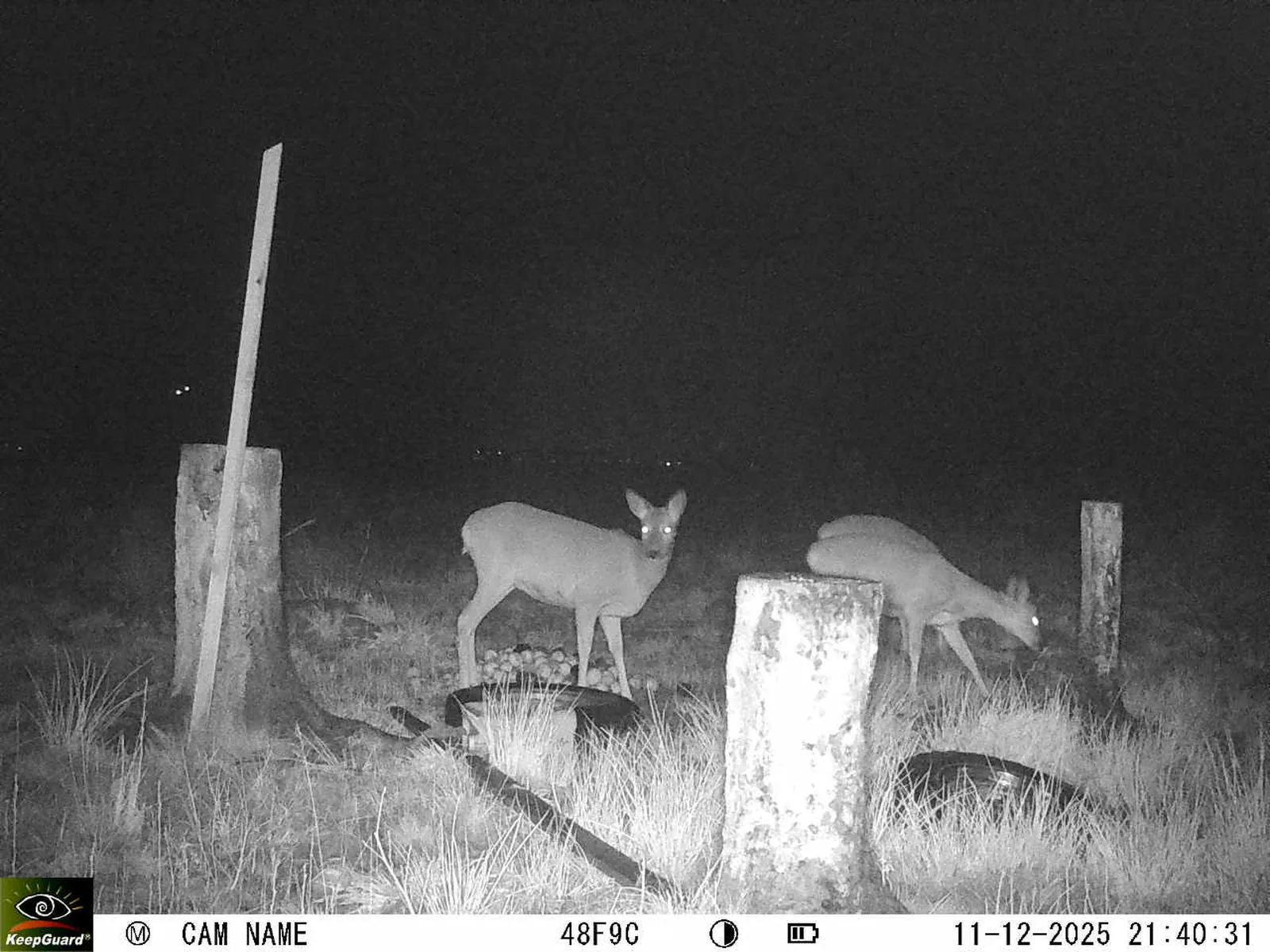 Bild: 1765482112371955512_12110152.webp