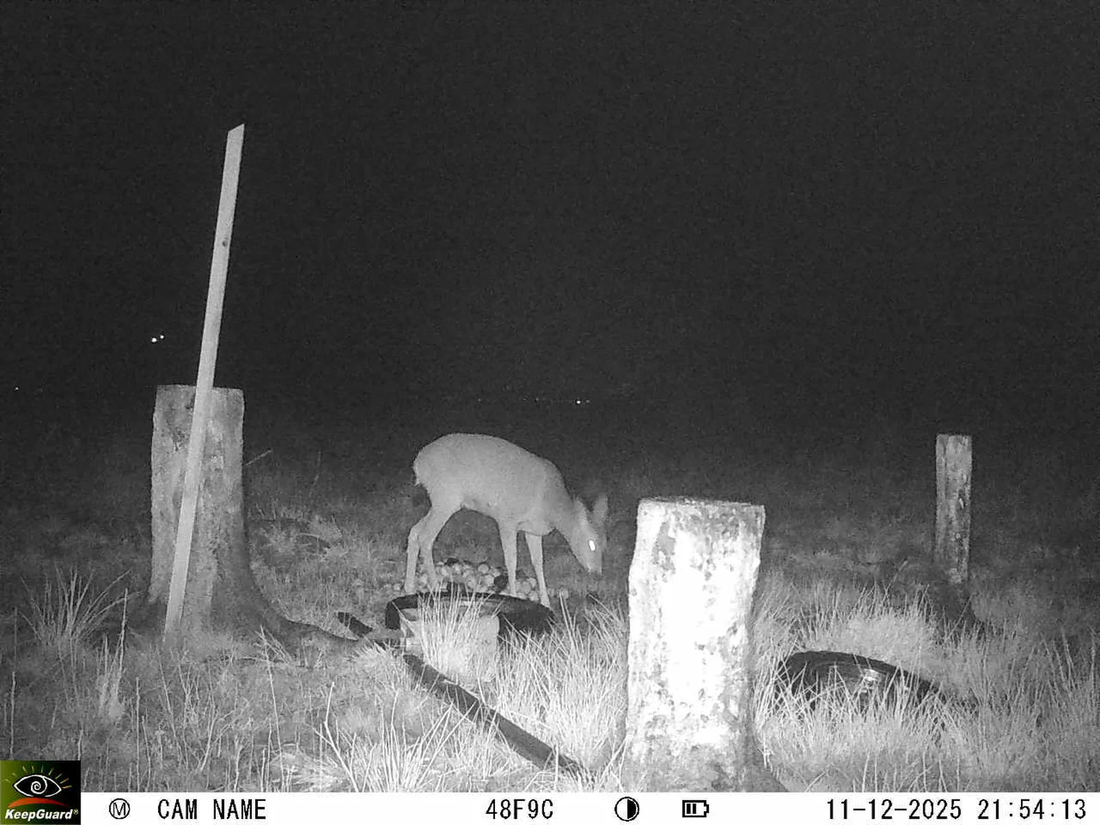 Bild: 1765482934957415034_12110153.webp