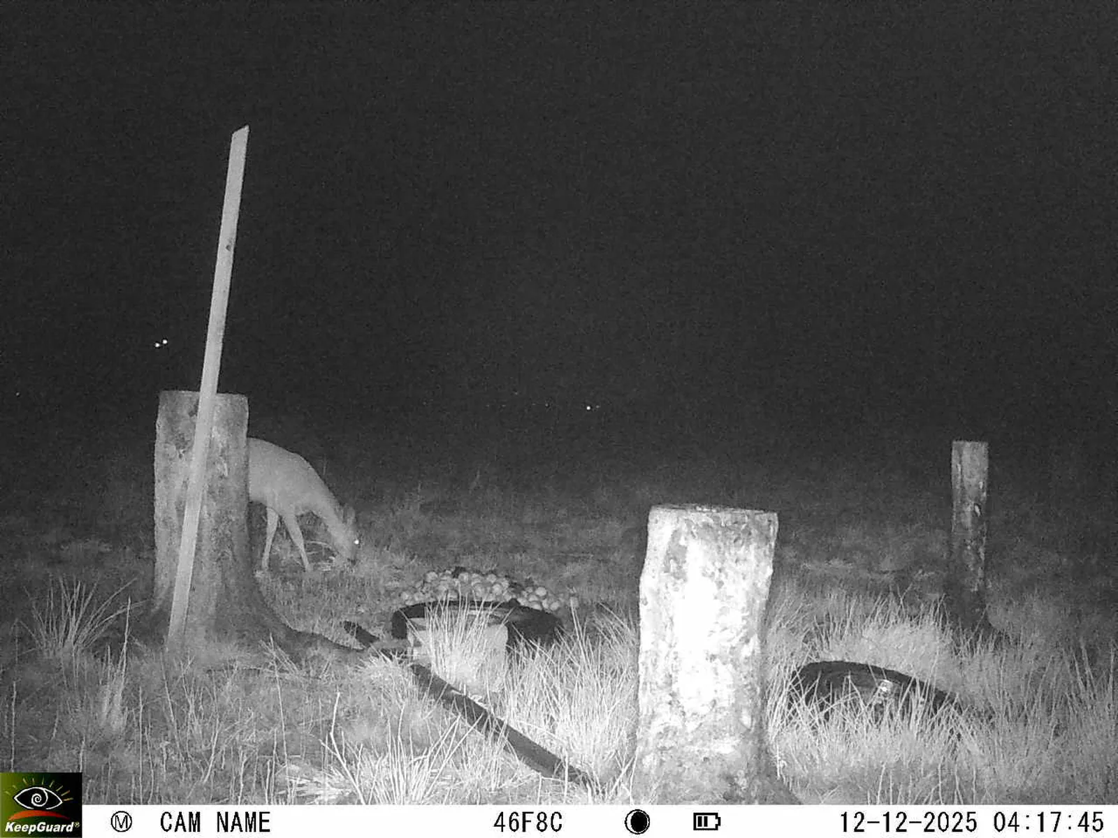 Bild: 1765505947469027565_12120158.webp