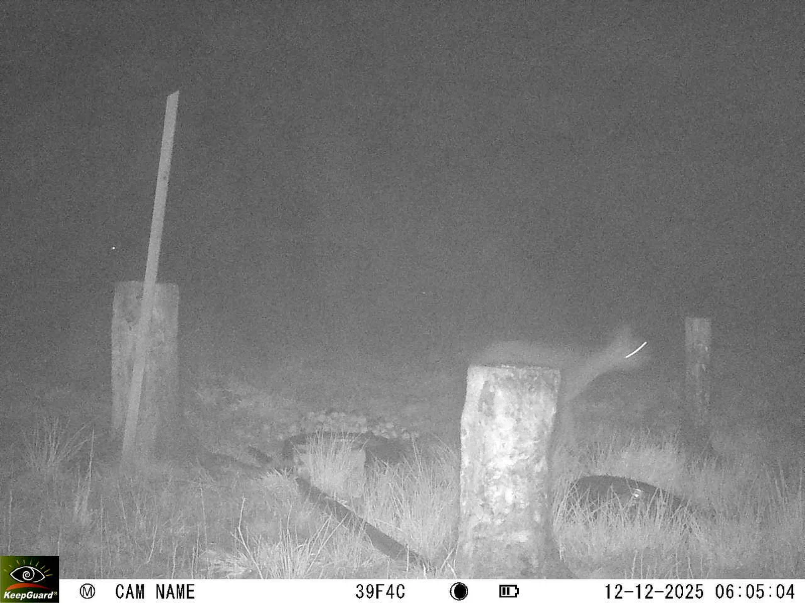 Bild: 1765512386454249330_12120159.webp