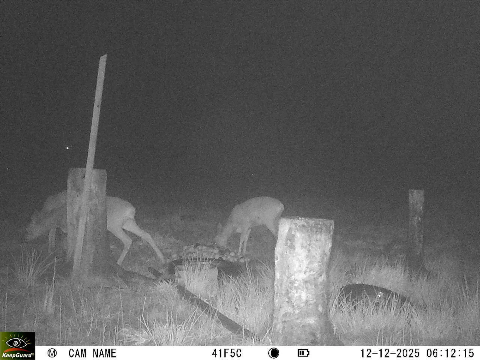 Bild: 1765512817521435684_12120160.webp