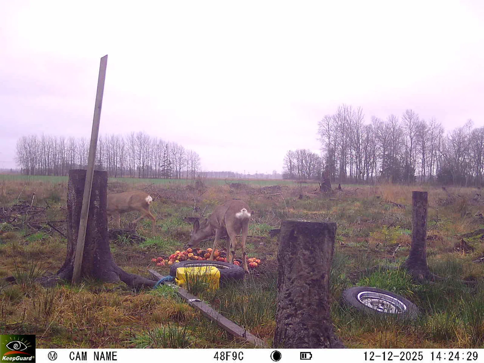 Bild: 1765542350604926635_12120167.webp