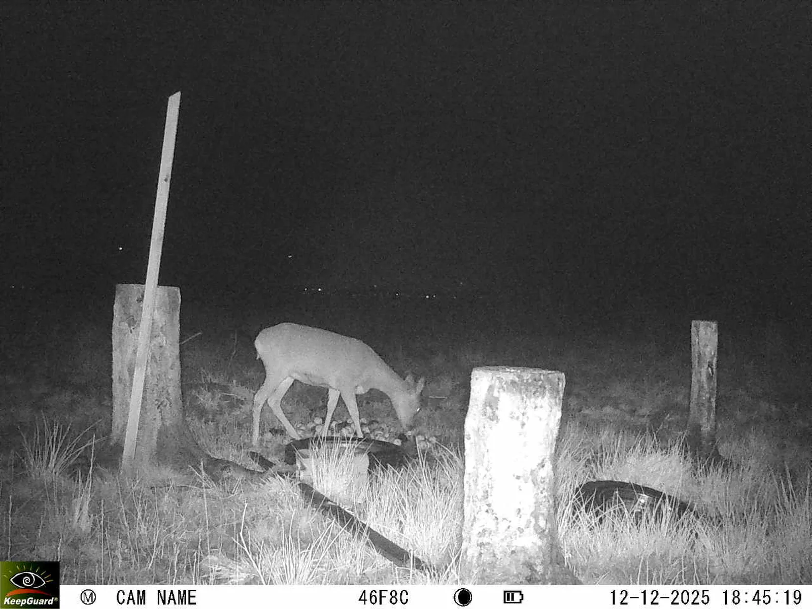 Bild: 1765558002087070317_12120170.webp