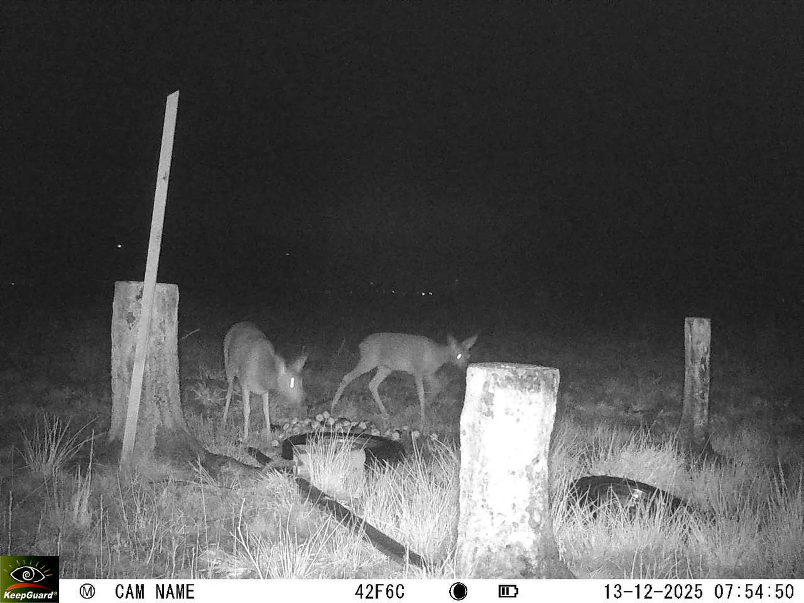 Bild: 1765605373340572693_12130177.webp