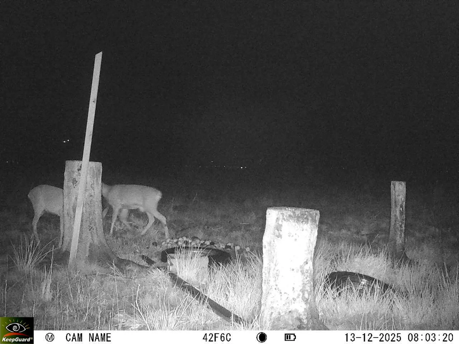 Bild: 1765605886039596254_12130178.webp