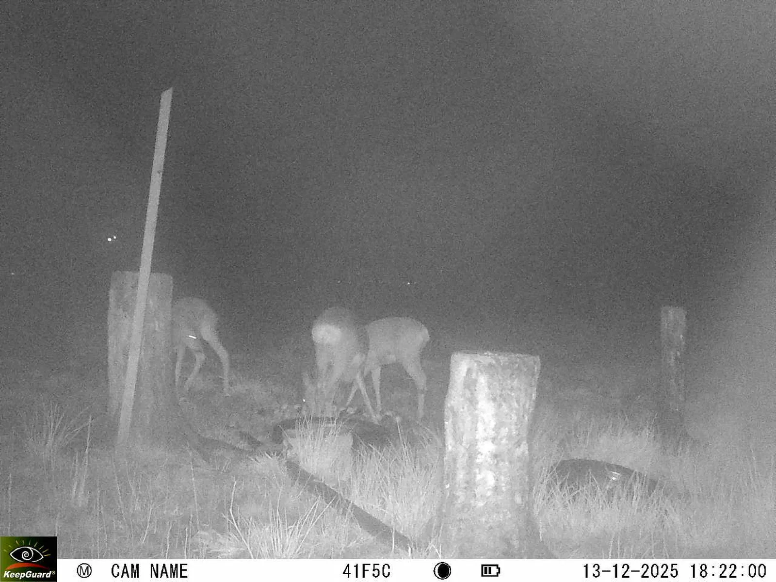 Bild: 1765643003786966257_12130179.webp