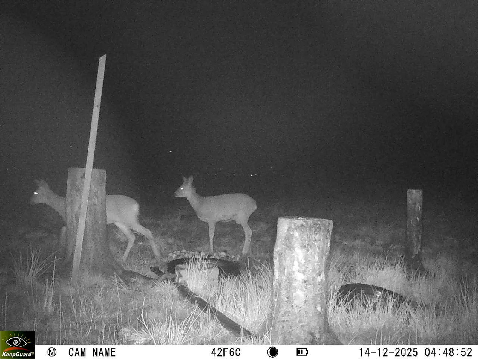 Bild: 1765680616869656001_12140181.webp