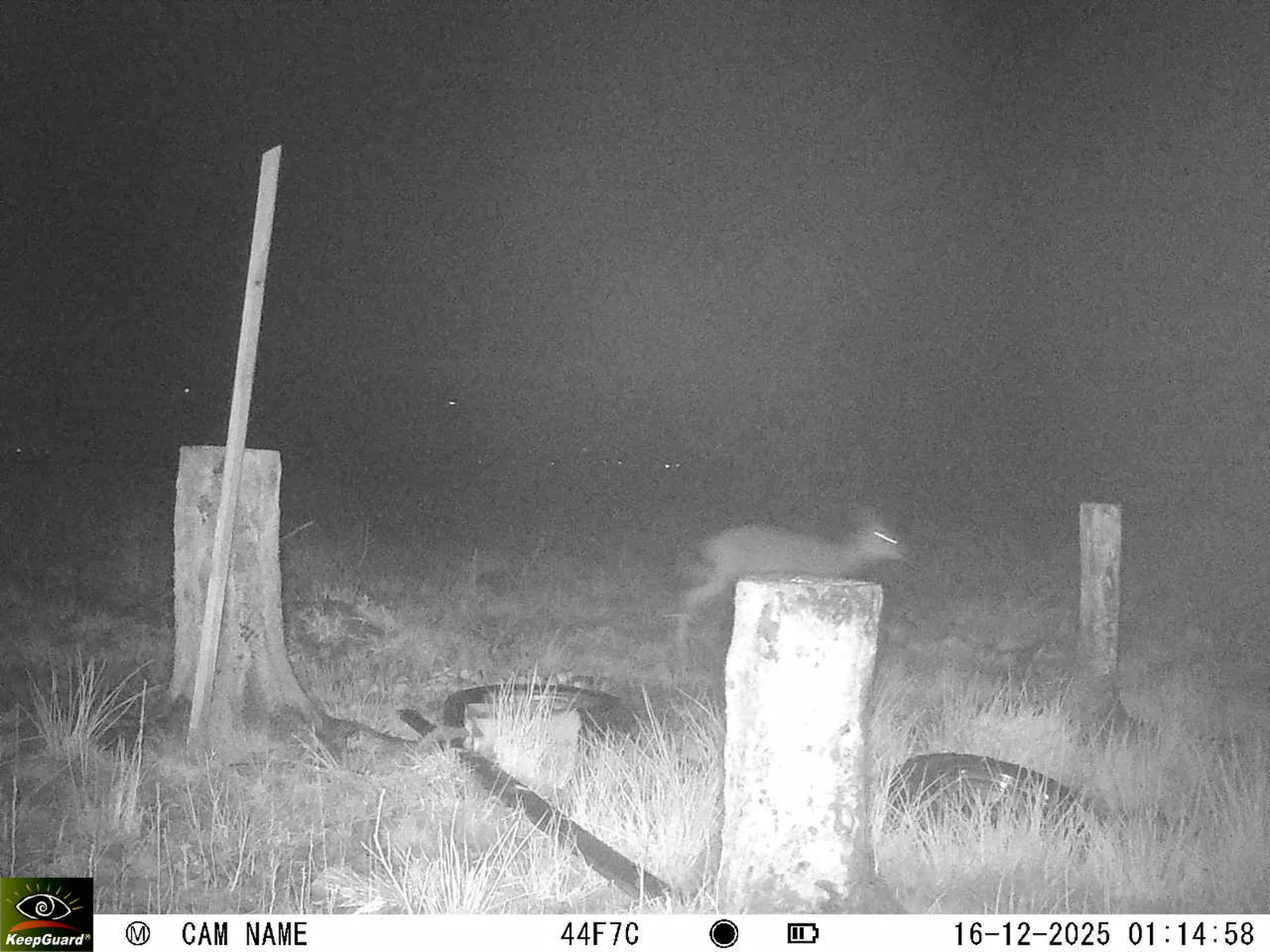 Bild: 1765840582749362028_12160185.webp