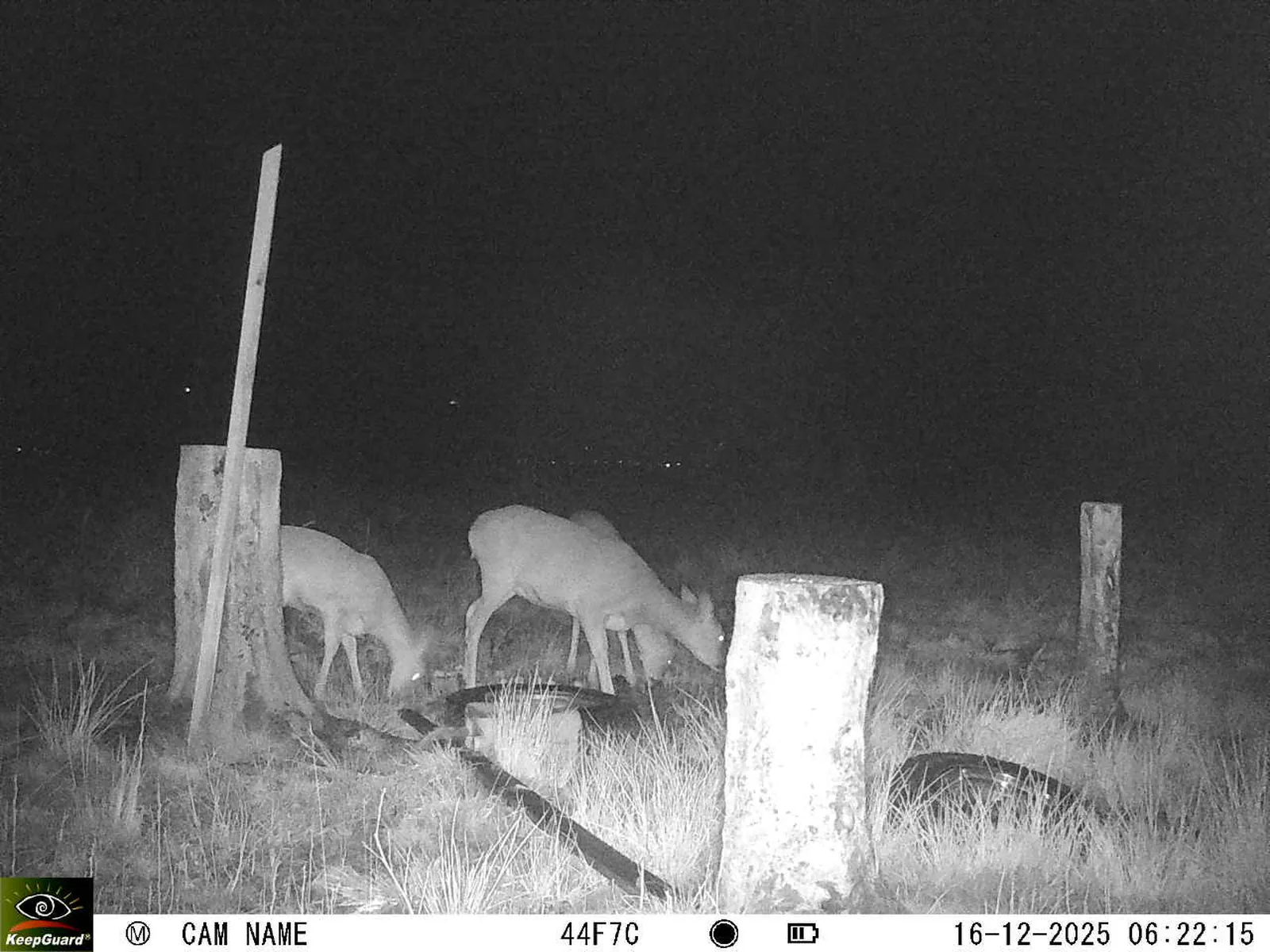 Bild: 1765859019161574405_12160188.webp