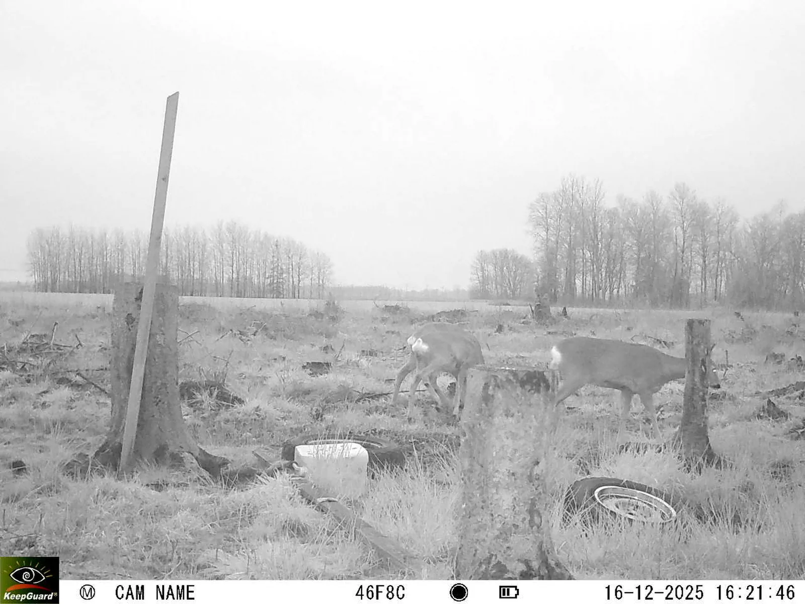 Bild: 1765894991962996270_12160194.webp